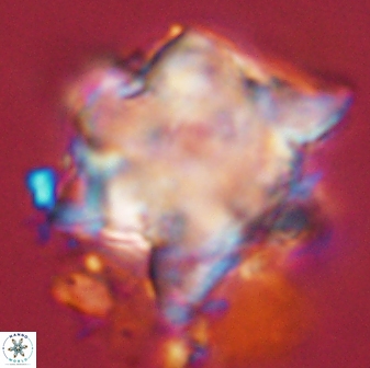 Rhomboaster bramlettei 58749