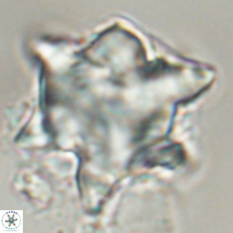 Rhomboaster bramlettei 58754