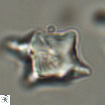 Rhomboaster bramlettei 58755