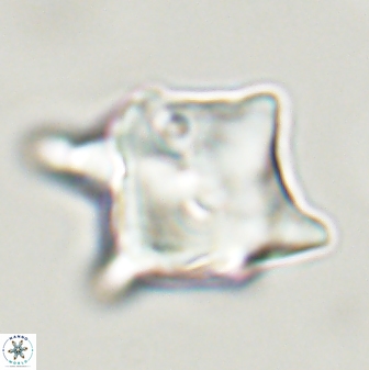 Rhomboaster bramlettei 58756