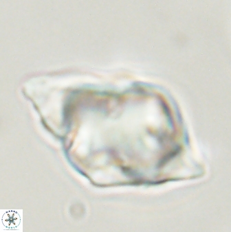 Rhomboaster bramlettei 58757