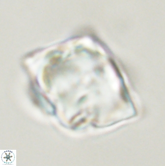 Rhomboaster bramlettei 58758