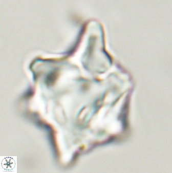 Rhomboaster bramlettei 58759
