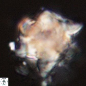 Rhomboaster bramlettei 58750