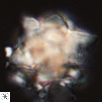 Rhomboaster bramlettei 58751