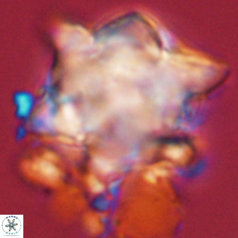 Rhomboaster bramlettei 58752