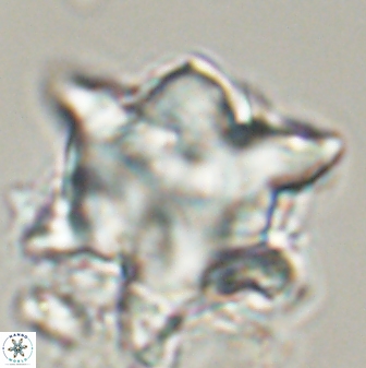 Rhomboaster bramlettei 58753