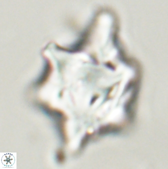 Rhomboaster bramlettei 58760