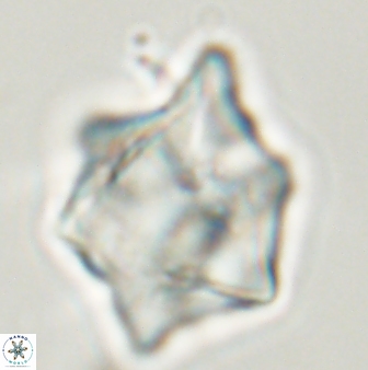 Rhomboaster bramlettei 58761