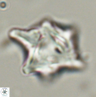Rhomboaster bramlettei 58762