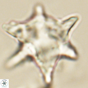 Rhomboaster bramlettei 67829