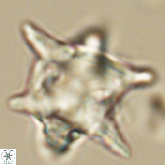 Rhomboaster bramlettei 67834