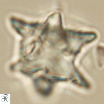 Rhomboaster bramlettei 67835