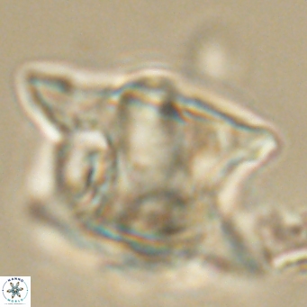 Rhomboaster bramlettei 67836