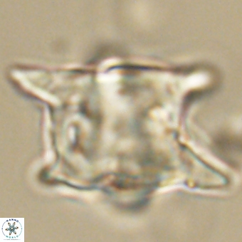 Rhomboaster bramlettei 67837