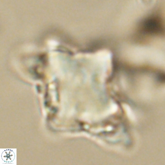 Rhomboaster bramlettei 67838