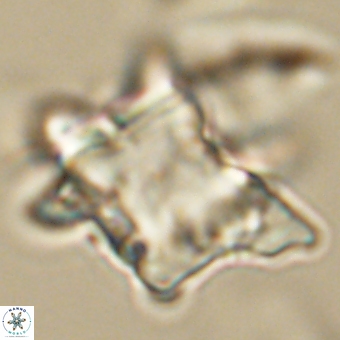 Rhomboaster bramlettei 67839