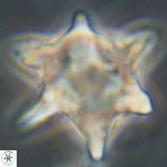Rhomboaster bramlettei 67830