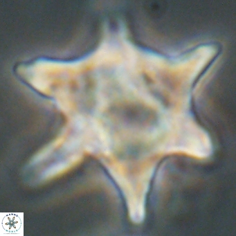 Rhomboaster bramlettei 67831
