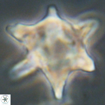 Rhomboaster bramlettei 67832