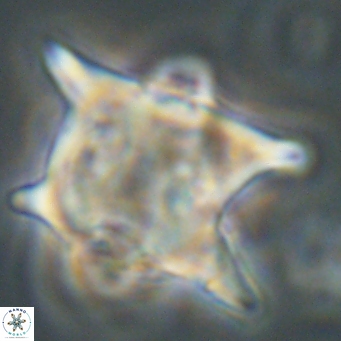 Rhomboaster bramlettei 67833