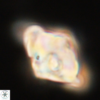 Rhomboaster bramlettei 67844