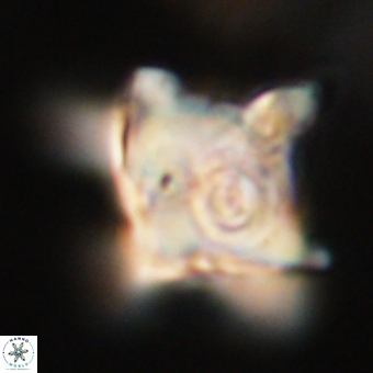 Rhomboaster bramlettei 67845
