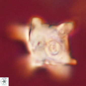 Rhomboaster bramlettei 67846