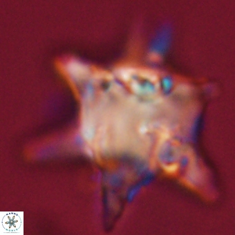 Rhomboaster bramlettei 67847