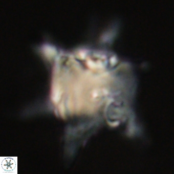 Rhomboaster bramlettei 67848