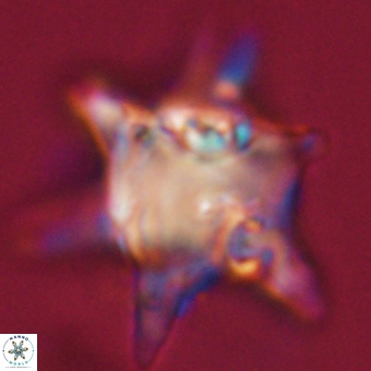 Rhomboaster bramlettei 67849
