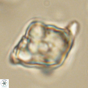 Rhomboaster bramlettei 67840