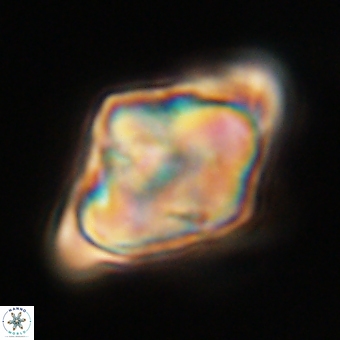 Rhomboaster bramlettei 67841