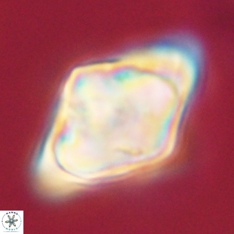 Rhomboaster bramlettei 67842