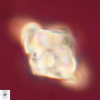 Rhomboaster bramlettei 67843