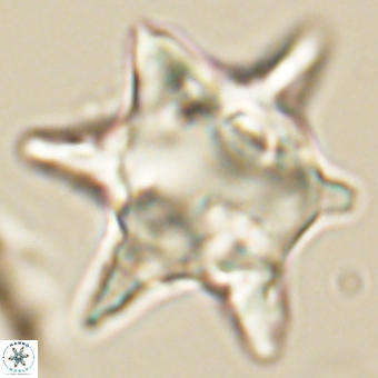 Rhomboaster bramlettei 67854