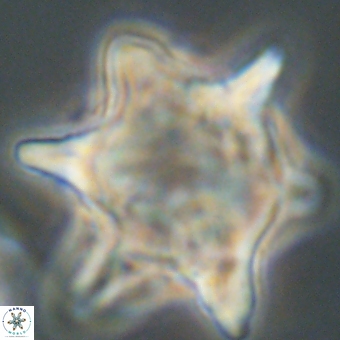 Rhomboaster bramlettei 67855