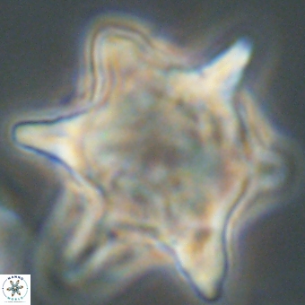 Rhomboaster bramlettei 67856