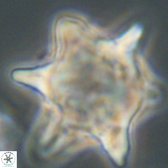 Rhomboaster bramlettei 67857