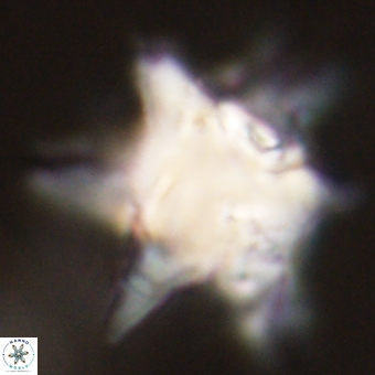 Rhomboaster bramlettei 67858