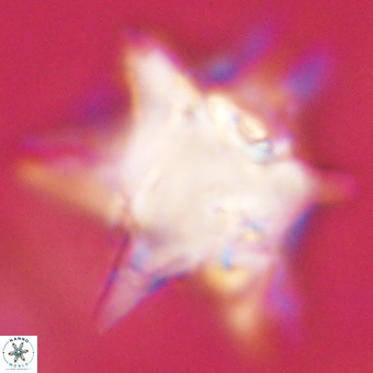 Rhomboaster bramlettei 67859