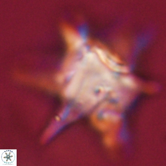 Rhomboaster bramlettei 67850