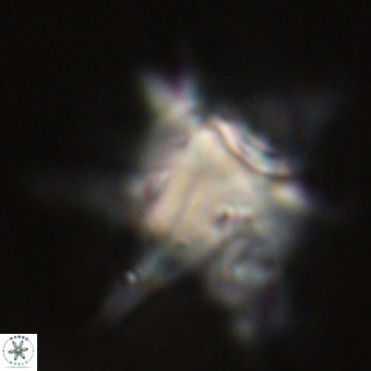 Rhomboaster bramlettei 67851