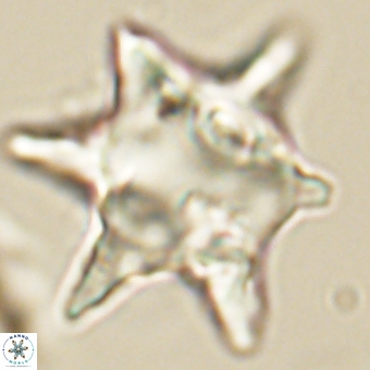 Rhomboaster bramlettei 67852