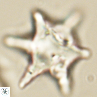 Rhomboaster bramlettei 67853
