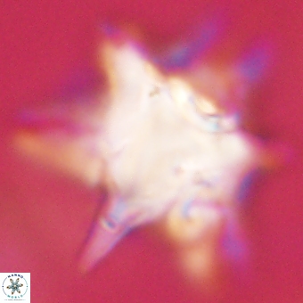 Rhomboaster bramlettei 67860