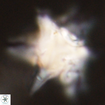 Rhomboaster bramlettei 67861