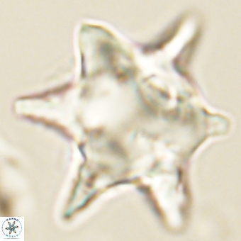 Rhomboaster bramlettei 67862