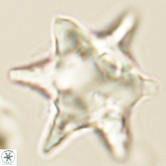 Rhomboaster bramlettei 67863