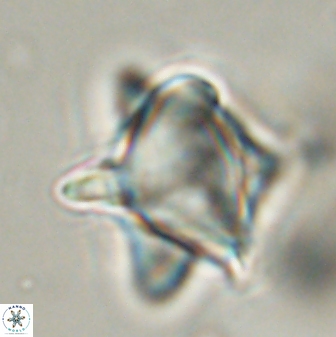 Rhomboaster bramlettii 58794